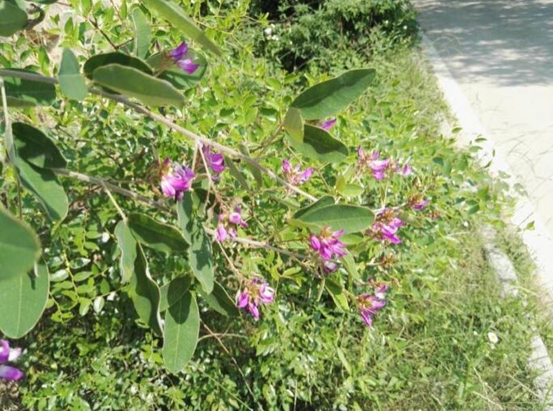 多花木兰护坡固土专用草籽荒山复绿灌木厂家批发直销