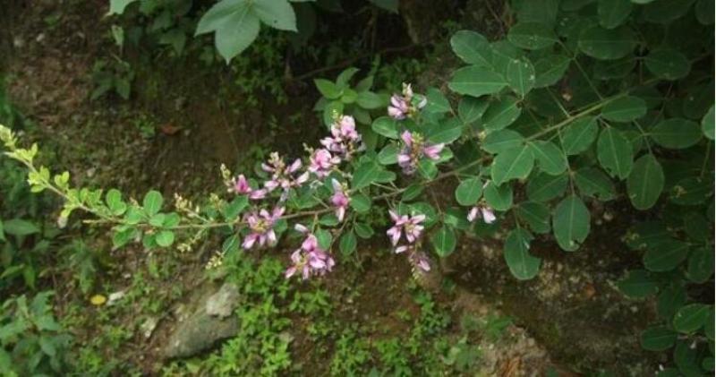 多花木兰护坡固土专用草籽荒山复绿灌木厂家批发直销