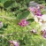 多花木兰护坡固土专用草籽荒山复绿灌木厂家批发直销