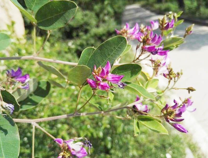 多花木兰护坡固土专用草籽荒山复绿灌木厂家批发直销