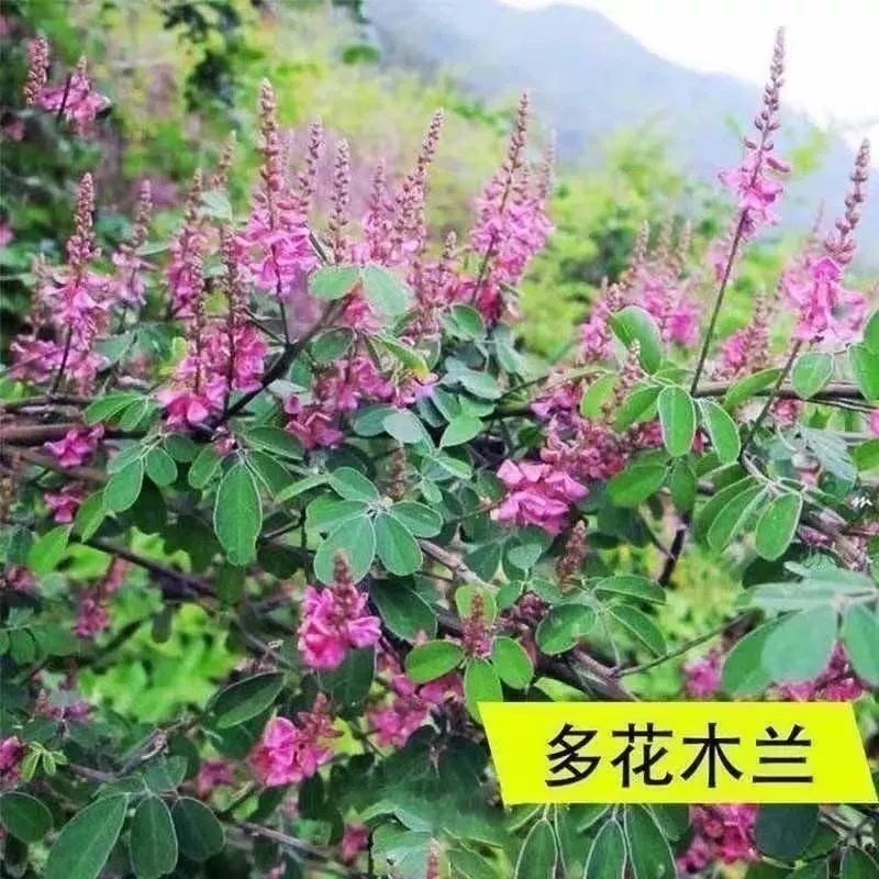 多花木兰护坡固土专用草籽荒山复绿灌木厂家批发直销