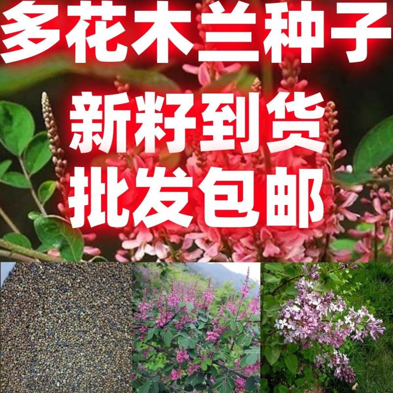 多花木兰护坡固土专用草籽荒山复绿灌木厂家批发直销