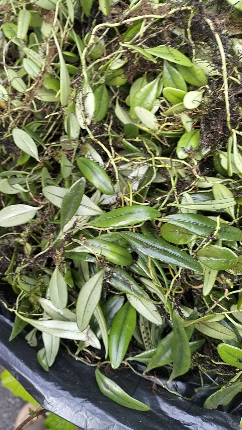 抱石莲产地一手货源，大量有货，欢迎新老客户前来合作