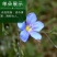 蓝花亚麻种子耐寒耐阴春秋播种多年生产地批发