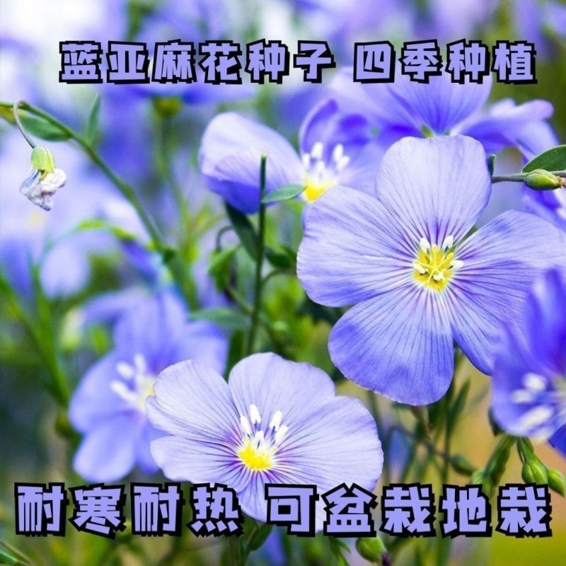 蓝花亚麻种子耐寒耐阴春秋播种多年生产地批发