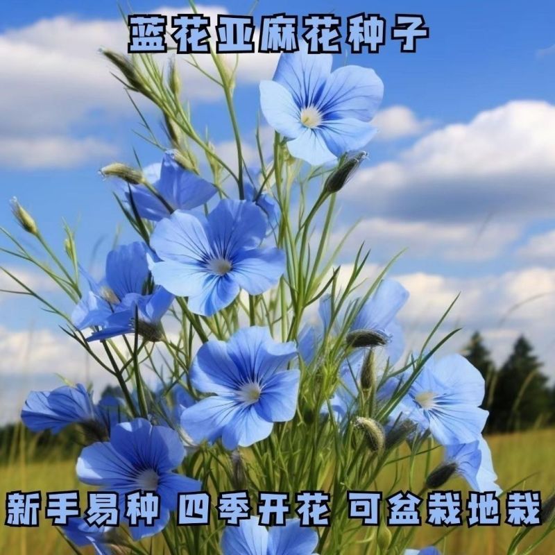 蓝花亚麻种子耐寒耐阴春秋播种多年生产地批发