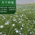 蓝花亚麻种子耐寒耐阴春秋播种多年生产地批发