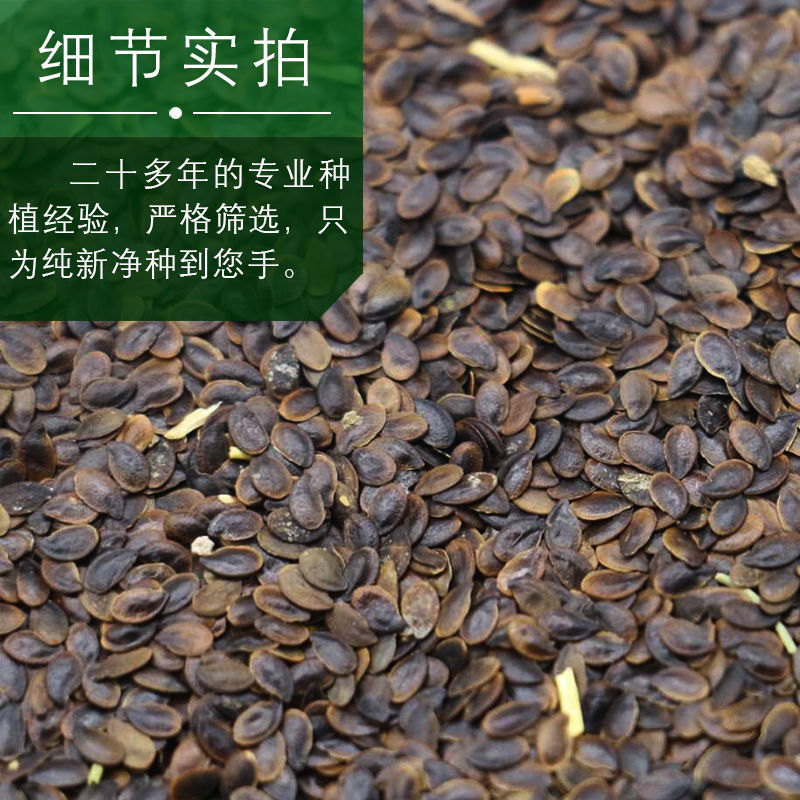 蓝花亚麻种子耐寒耐阴春秋播种多年生产地批发