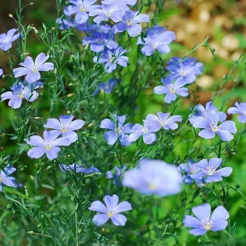蓝花亚麻种子耐寒耐阴春秋播种多年生产地批发