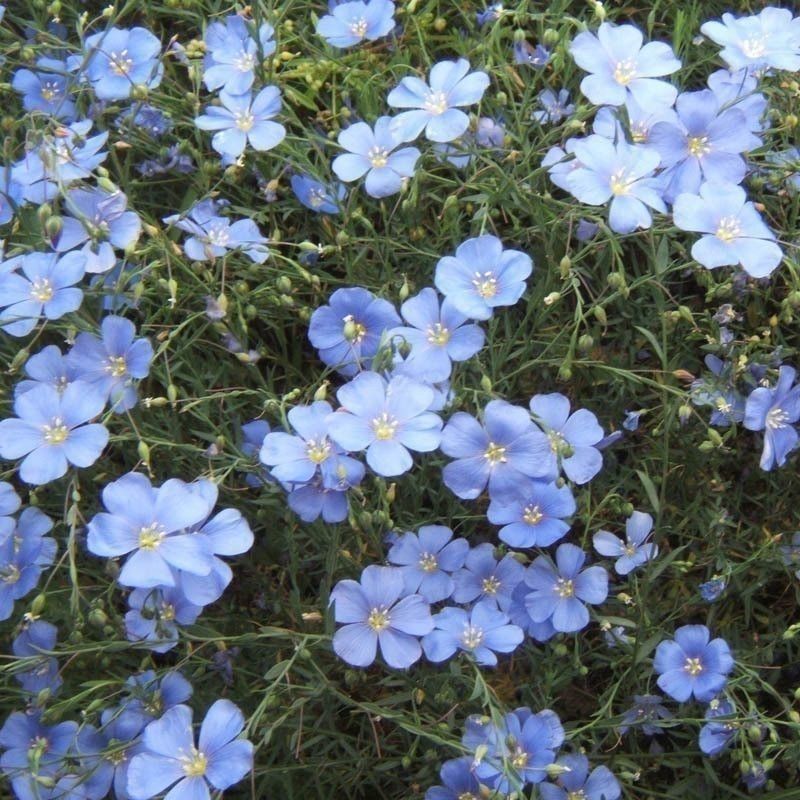 蓝花亚麻种子耐寒耐阴春秋播种多年生产地批发
