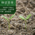 蓝花亚麻种子耐寒耐阴春秋播种多年生产地批发