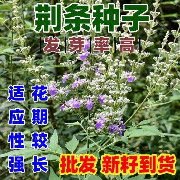 荆条种子厂家一手货源批发品质保证价格便宜欢迎咨询