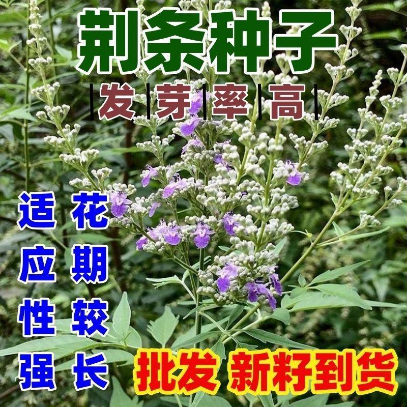荆条种子厂家一手货源批发品质保证价格便宜欢迎咨询
