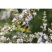 荆条种子厂家一手货源批发品质保证价格便宜欢迎咨询
