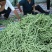 四季豆，架豆，绿豆角