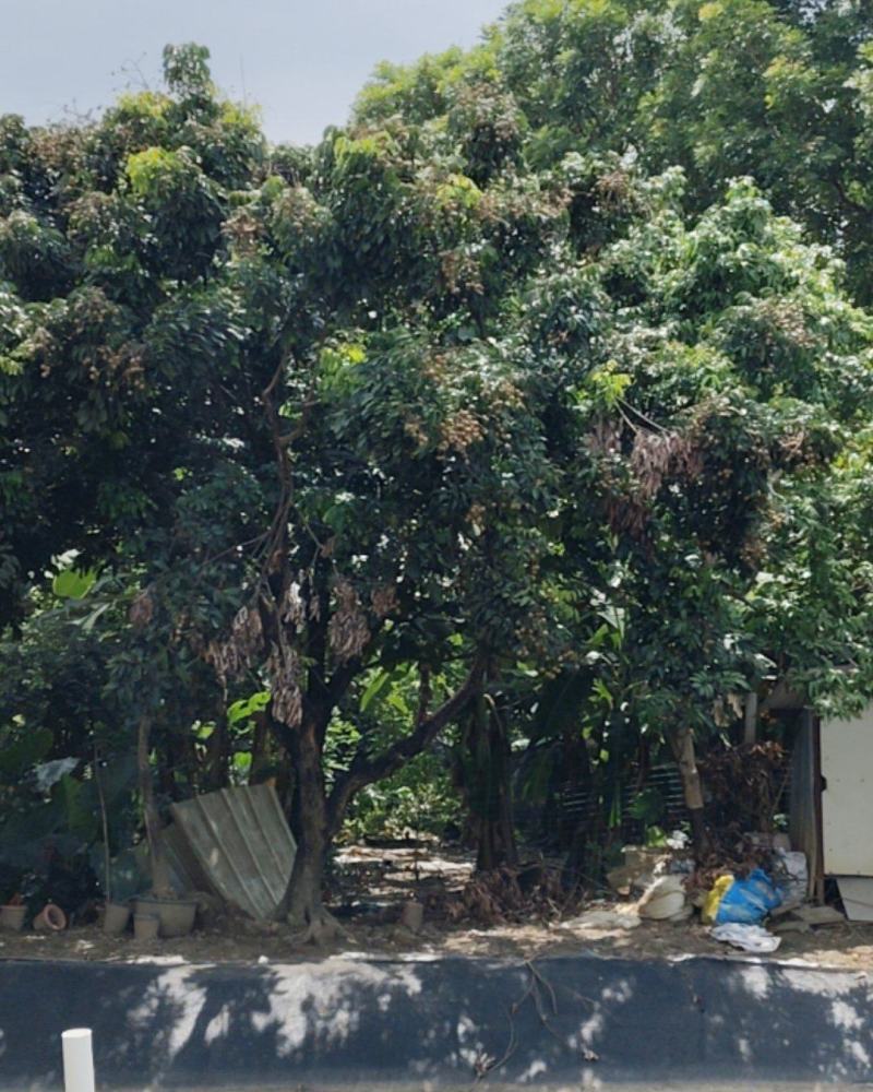 石硖龙眼