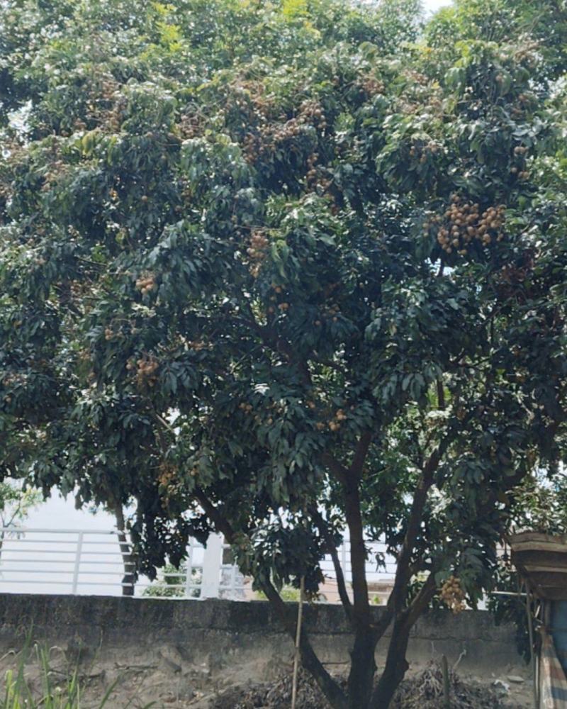 石硖龙眼