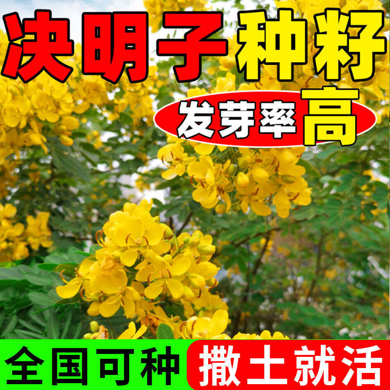 决明子种子厂家一手货源批发品质保证价格便宜欢迎咨询