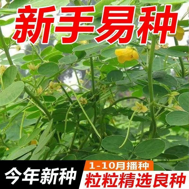 决明子种子厂家一手货源批发品质保证价格便宜欢迎咨询