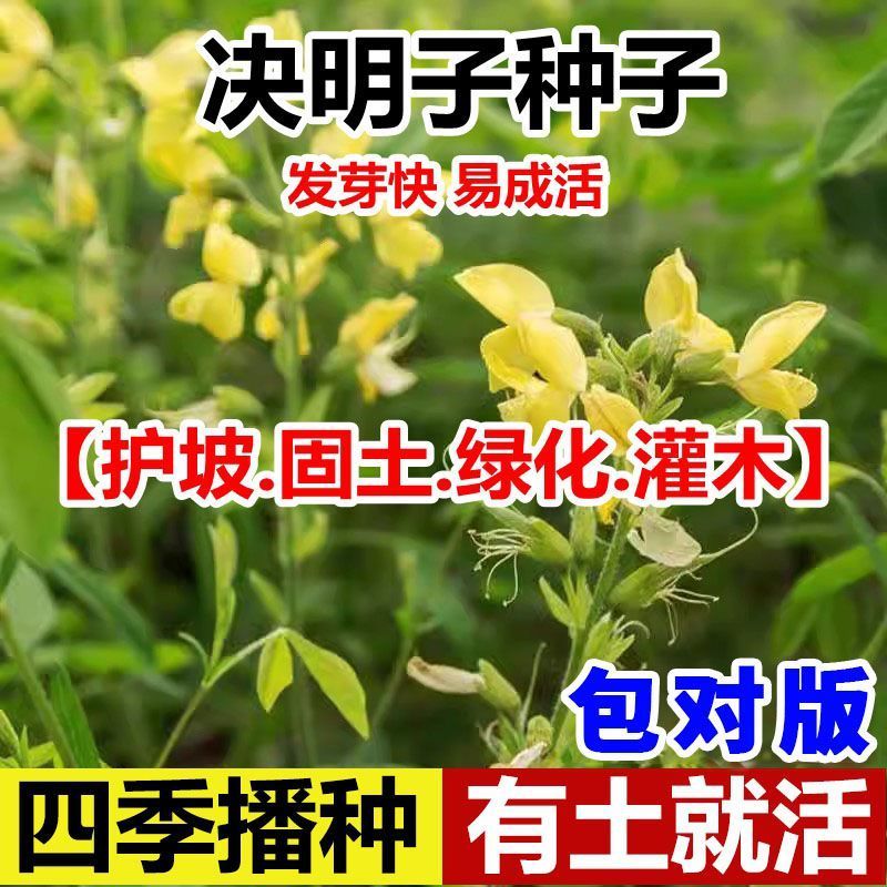 决明子种子厂家一手货源批发品质保证价格便宜欢迎咨询