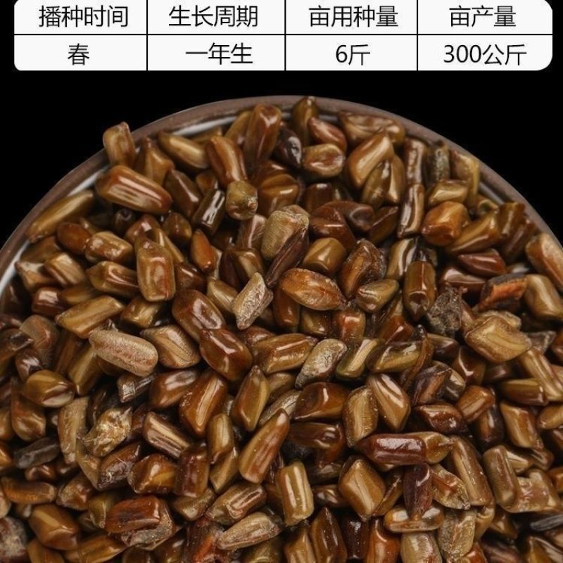 决明子种子厂家一手货源批发品质保证价格便宜欢迎咨询