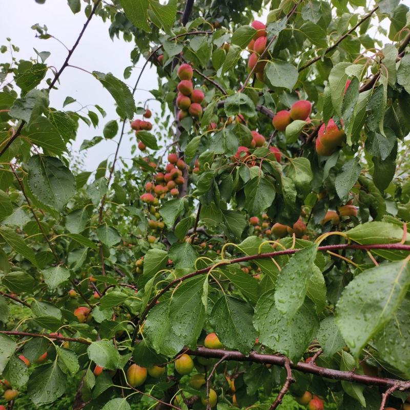 串枝红杏