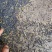 罗平油菜籽高芥酸含油高品质保证诚信经营自己基地欢迎联系
