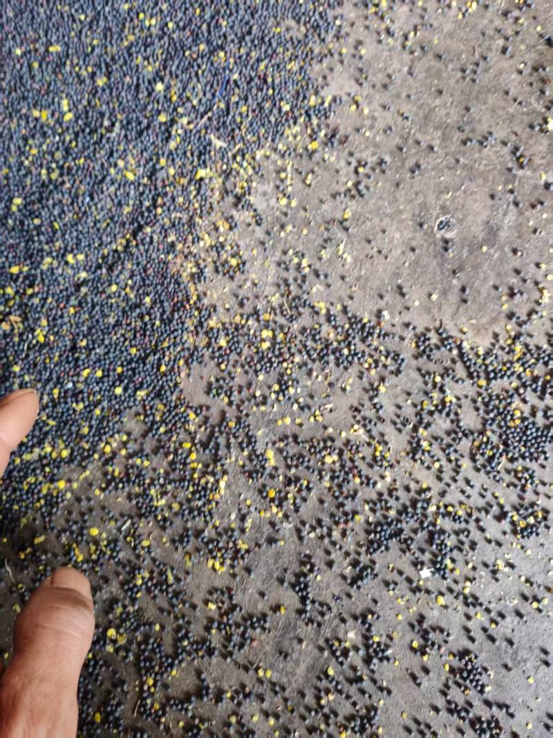 罗平油菜籽高芥酸含油高品质保证诚信经营自己基地欢迎联系