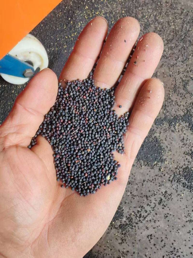 罗平油菜籽高芥酸含油高品质保证诚信经营自己基地欢迎联系