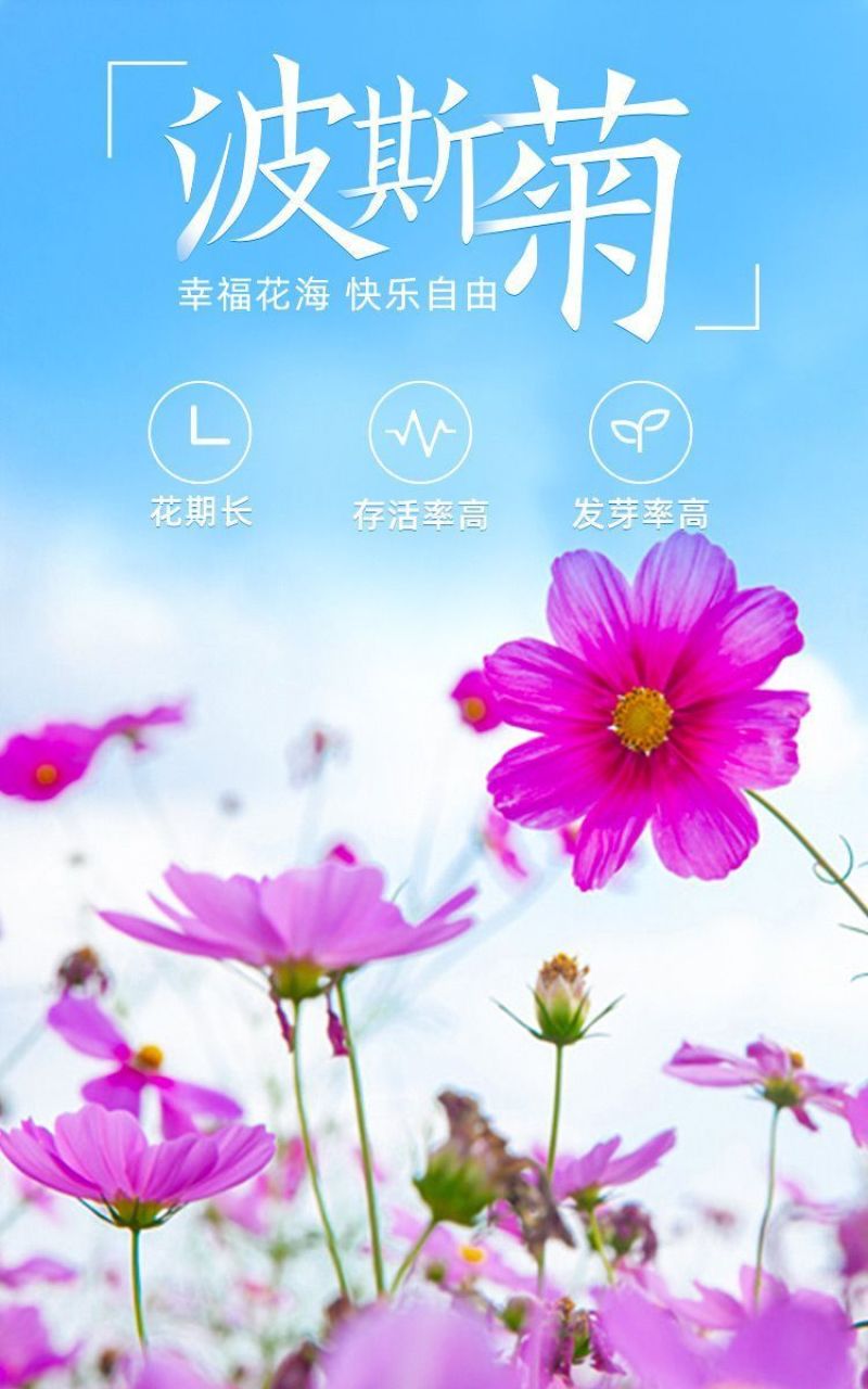 波斯菊格桑花种子花色缤纷艳丽耐旱耐瘠生命力强花卉厂家直销