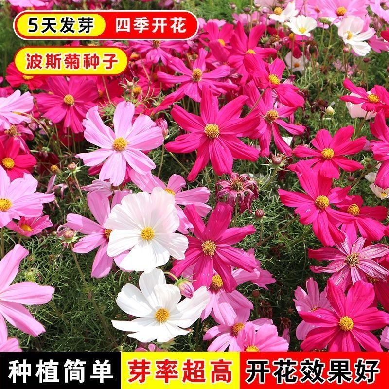 波斯菊格桑花种子花色缤纷艳丽耐旱耐瘠生命力强花卉厂家直销