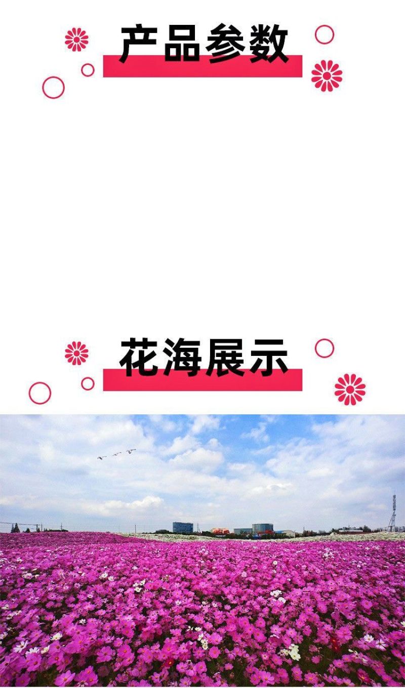 波斯菊格桑花种子花色缤纷艳丽耐旱耐瘠生命力强花卉厂家直销