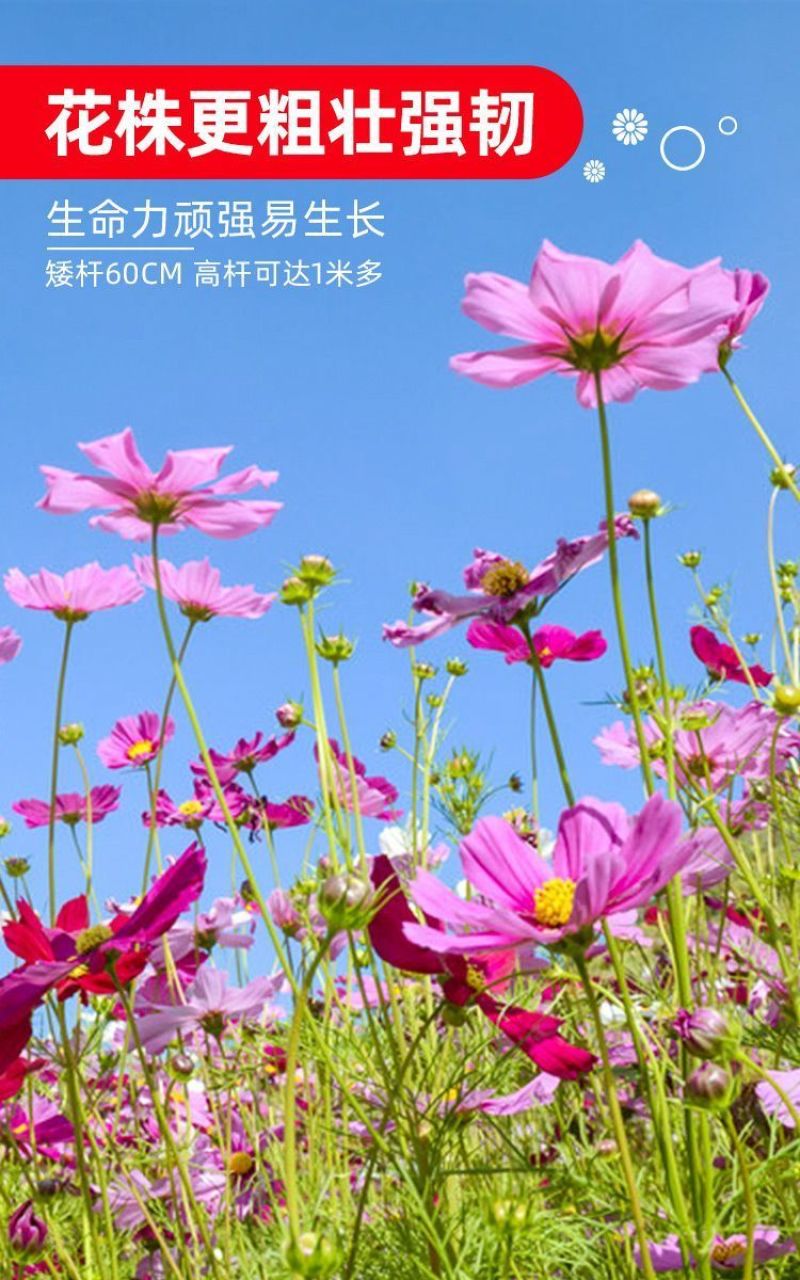 波斯菊格桑花种子花色缤纷艳丽耐旱耐瘠生命力强花卉厂家直销