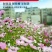 波斯菊格桑花种子花色缤纷艳丽耐旱耐瘠生命力强花卉厂家直销