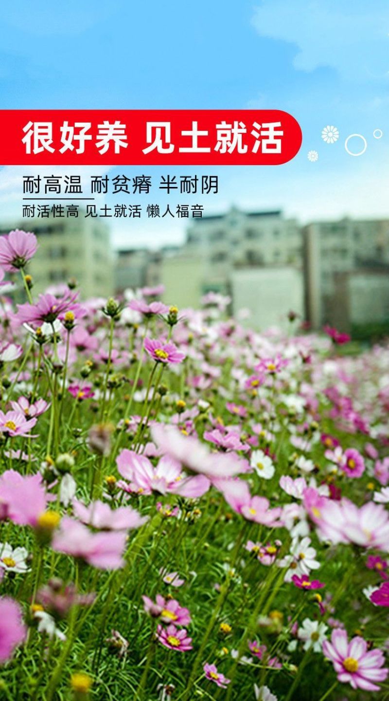 波斯菊格桑花种子花色缤纷艳丽耐旱耐瘠生命力强花卉厂家直销