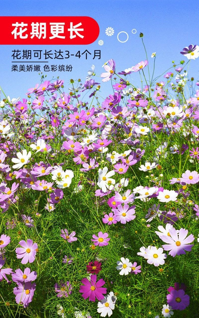 波斯菊格桑花种子花色缤纷艳丽耐旱耐瘠生命力强花卉厂家直销