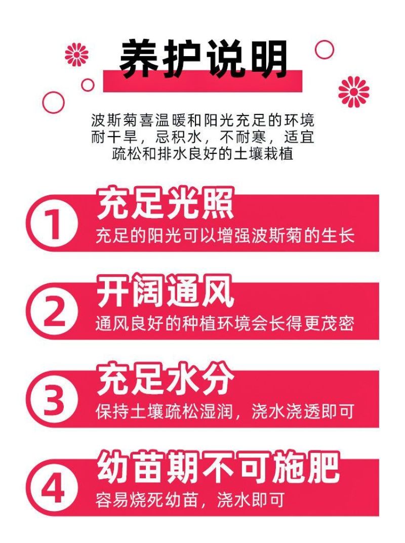 波斯菊格桑花种子花色缤纷艳丽耐旱耐瘠生命力强花卉厂家直销