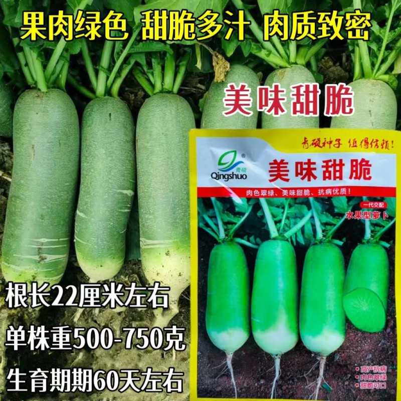 甜脆水果萝卜种子天津沙窝甜脆潍县青萝卜种子籽种春秋