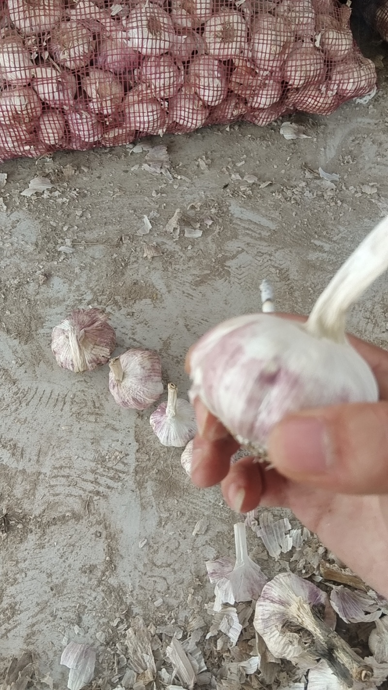 济南大青稞蒜种镜头毛头要的抓紧。