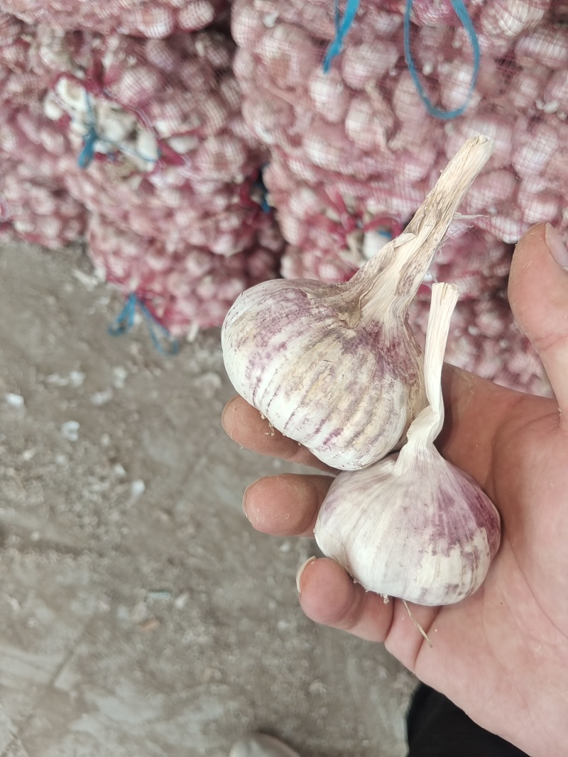 济南大青稞蒜种镜头毛头要的抓紧。