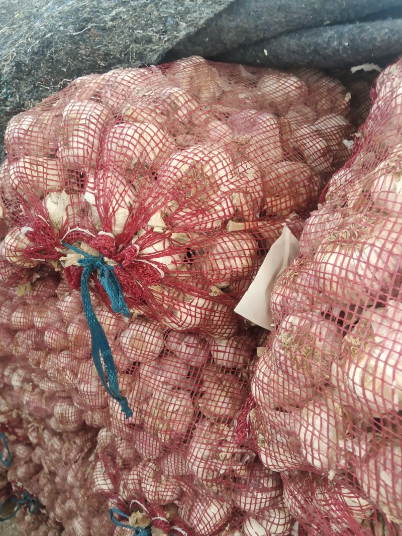 济南大青稞蒜种镜头毛头要的抓紧。