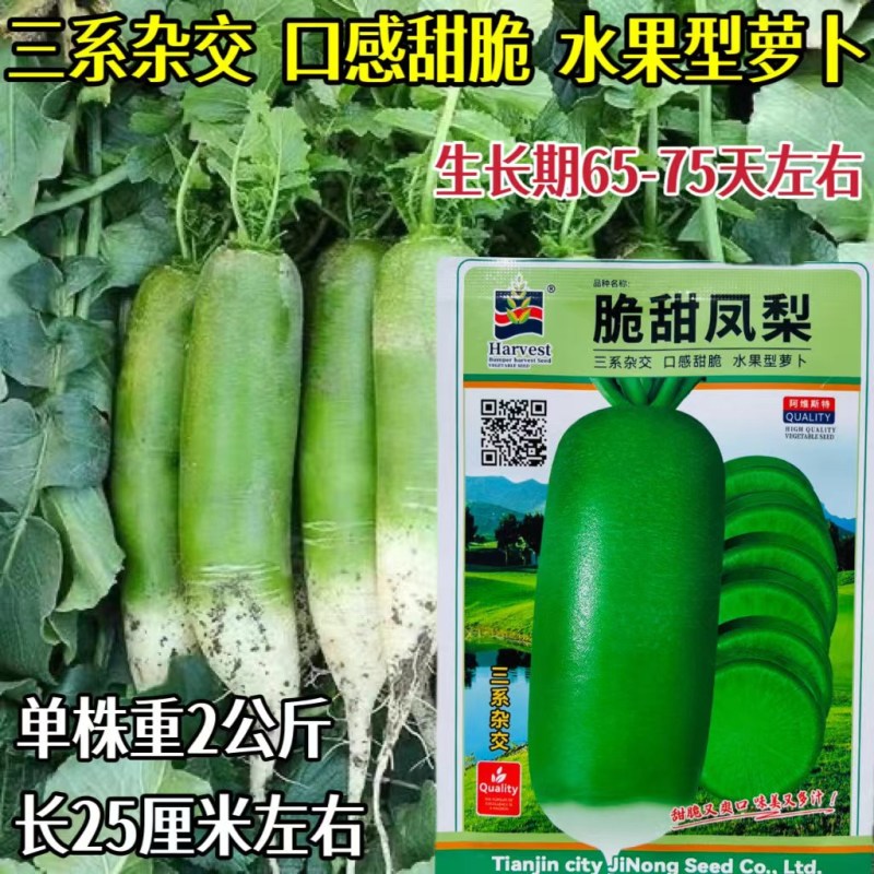 萝卜种子脆甜凤梨水果萝卜种子甜脆爽囗味美多汁抗病青皮萝卜