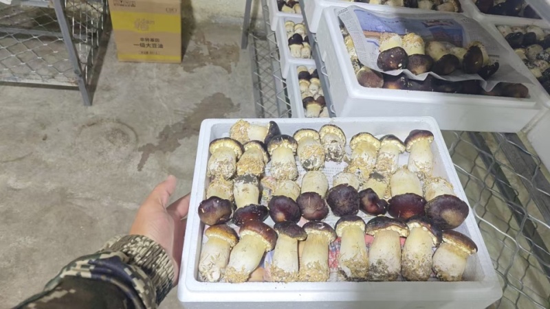 【精品】内蒙赤松茸新鲜赤松茸基地直供对接市场商超