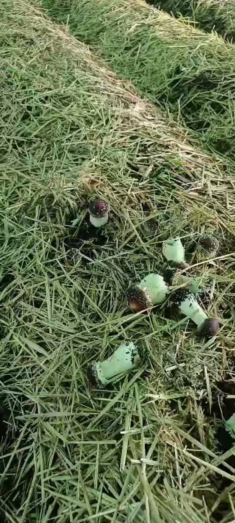 【精品】内蒙赤松茸新鲜赤松茸基地直供对接市场商超
