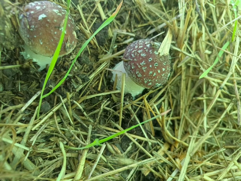 【精品】内蒙赤松茸新鲜赤松茸基地直供对接市场商超