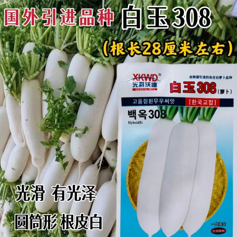 白玉308白萝卜种子韩国引进杂交白萝卜种籽高产优质四季蔬