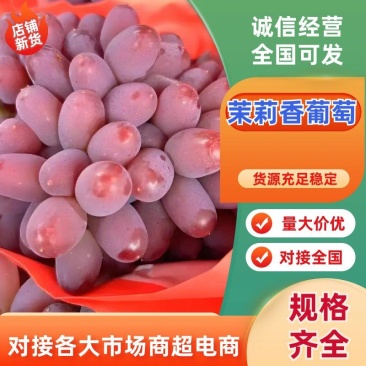 山东茉莉香葡萄对接全国市场电商平邑万亩葡萄基地