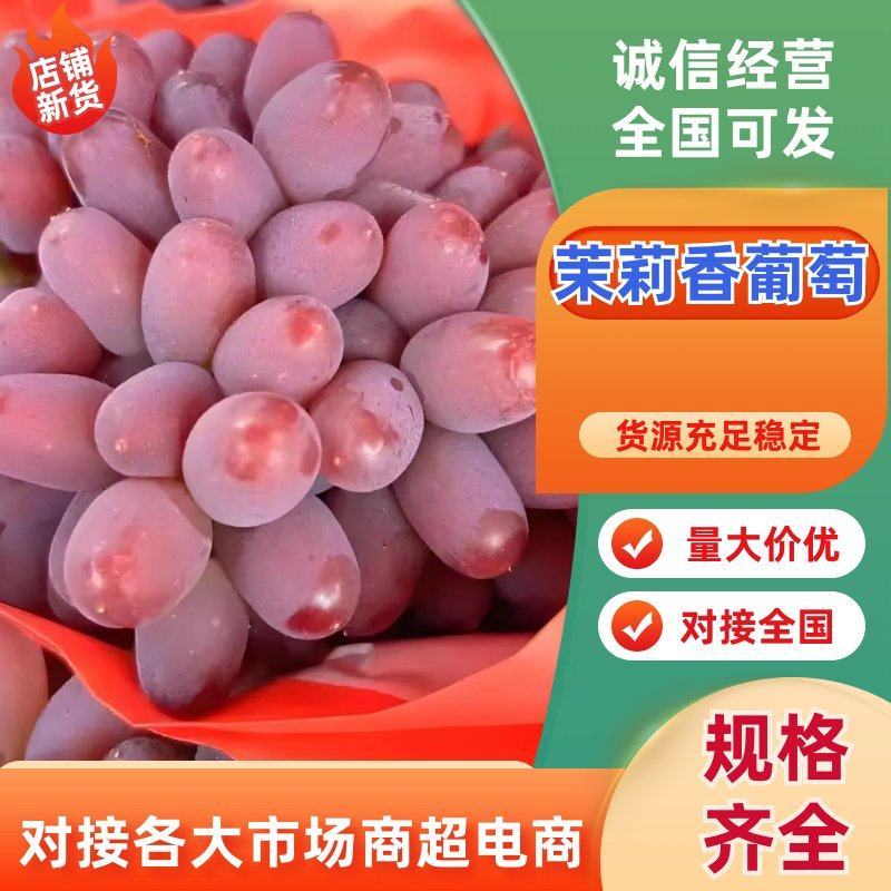 山东茉莉香葡萄对接全国市场电商平邑万亩葡萄基地