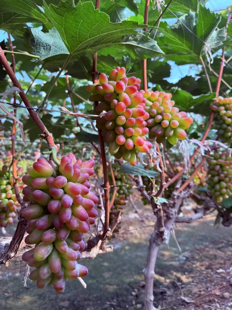 山东茉莉香葡萄对接全国市场电商平邑万亩葡萄基地