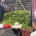 糯玉米/万糯，超嫩、未摘，下单多少摘多少